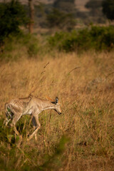 Grace in Motion: Hartebeest Running through the Savannah