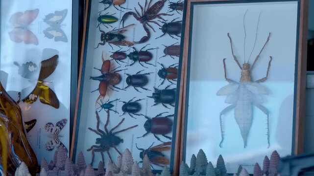 Glass boxes with collections of exsiccated insects, in which there are butterflies, beetles and one huge beetle that fills the entire box. All of which live in Cambodia and can be bought as a souvenir