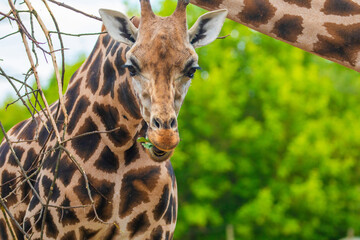 family of Giraffe Giraffa camelopardalis,with a baby. sticking out blue tongue