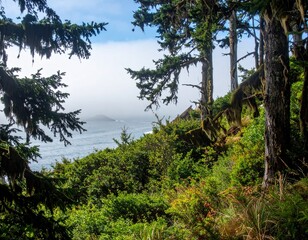 Obraz premium Coastal temperate rainforest with Sitka spruce and moss-draped branches near ocean fog bank in summer