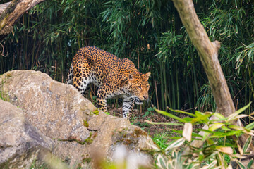 Male Javan leopard Panthera pardus melas of Java, Indonesia. © Elena