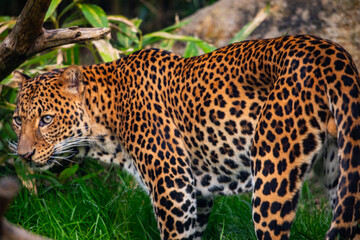 Male Javan leopard Panthera pardus melas of Java, Indonesia.