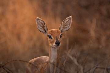glowing steenbok 
