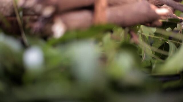 Hair remedy of all-purpose ayurvedic medicinal herb i.e. Neem or Nim or Indian lilac in a glass bowl along with neem leaves, freshwater & tea tree oil for dandruff or hair skin itching problems.