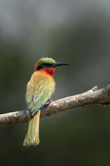 Tropical Jewel: Red-throated Bee-eater in the Savannah Light