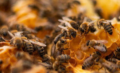 close up of honey bee