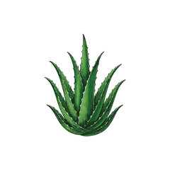aloe vera plant