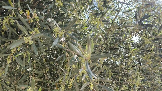 Very dense and very nice-looking olive tree