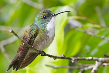 Fototapeta premium White-chested Emerald hummingbird (Chrysuronia brevirostris) perched, very close, Trinidad and Tobago, West Indies.