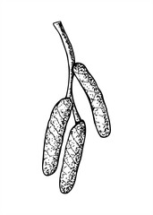 Three close catkins on branch vector illustration painted by black inks. Blossom of Hazel, Alder, Birch or Aspen tree etching drawing. Spring twig outline graphic sketch for book design, poster