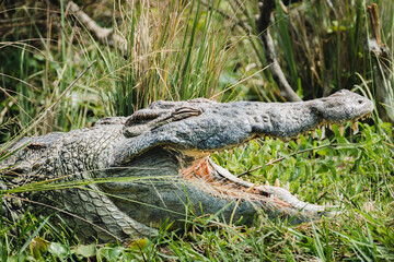 Power and Patience: Nile Crocodile in the African Sun