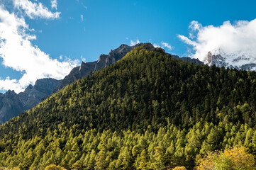 The high mountain forest scenery of the Qinghai Tibet Plateau