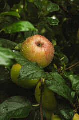 juicy apple with dewdrops on a branch, harvesting in the garden, autumn, farm fruit