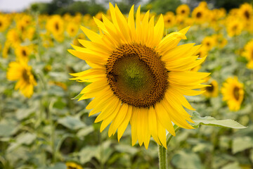 Golden Smile of the Sun