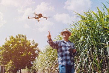 Farmers are inspecting the sugarcane they have harvested and planted in their sugarcane fields.	

