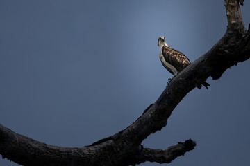 African Majesty: Fish Eagle Perched with a View of the Nile
