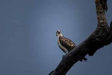 Power and Grace: Eagle of Uganda’s Wetlands