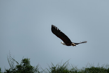 Majestic African Fish Eagle Soaring over the Nile