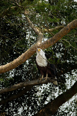 Silent Guardian of the Waters: African Fish Eagle