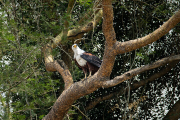 Grace and Power: African Fish Eagle Perched on a Tree Branch