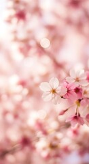 Fototapeta premium Delicate Cherry Blossoms in Soft Focus - A Springtime Dream.