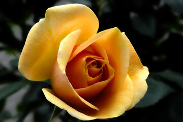 A close-up of a radiant yellow-orange rose in full bloom, its soft petals unfolding gracefully against a dark, blurred background. The image captures the delicate beauty and warmth of the rose, symbol