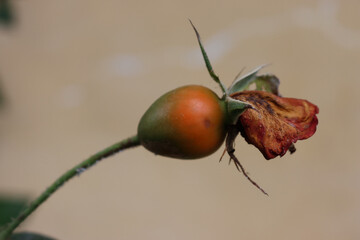 Big round red fruit of rose bush ( red rose hips) in the garden on autumn season