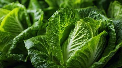 Fototapeta premium Fresh, crisp romaine lettuce leaves showcasing vibrant green color, intricate leaf veins, and dense, layered texture in close-up macro photography