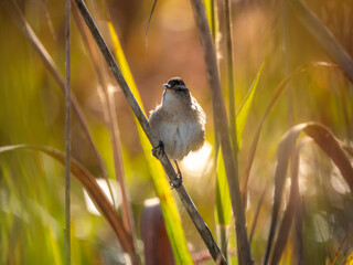 Marsh wren perched on reeds