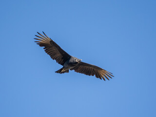 Black vulture in flight with a blue sky
