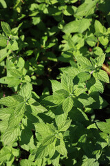 Wild mint green plants on a sunny day. Mentha spicata