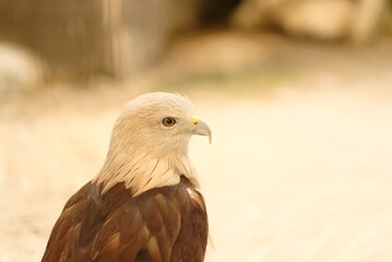 Close up Brahminy kite (Haliastur indus). Head of Brahminy Kite