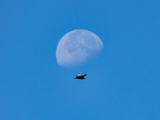 Black vulture in flight beneath a daytime moon with a blue sky