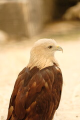 Close up Brahminy kite (Haliastur indus). Head of Brahminy Kite