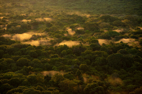 Fototapeta Aerial view of rain forest in Ethiopia at sunrise with fog resting on the trees.