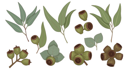Collection eucalyptus leaves and gumnuts, representing australian flora