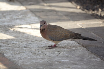 the beautiful but unfortunately increasingly rare turtle dove (Streptopelia turtur)