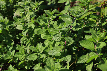 Wild mint green plants on a sunny day. Mentha spicata
