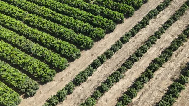 Aerial View of Rows of Citrus Trees in Agricultural Orchard