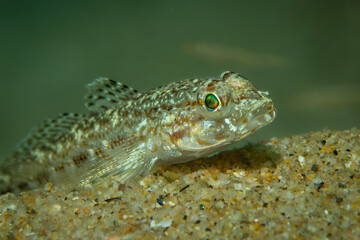 Gobius geniporus (Schlankgrundel / Thin Goby) Resting on Sandy Substrate – Mediterranean Macro Scene