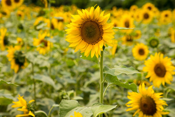 Fototapeta premium Golden Smile of the Sun