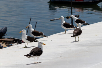 Several Seagulls in the sea of ​​Punta del Este in Uruguay.	