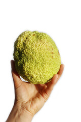 Female hand holding big green fruit of Maclura pomifera tree on white background, also called Osage orange tree
