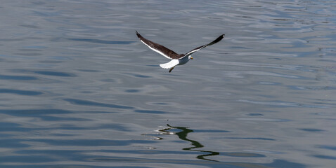 Seagull in the sea of ​​Punta del Este in Uruguay.	