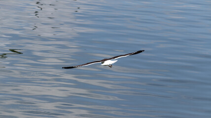 Seagull in the sea of ​​Punta del Este in Uruguay.	