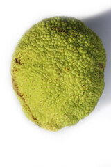 Big green fruit of Maclura pomifera tree on white background, also called Osage orange tree