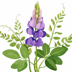 Purple lupine flower with green leaves