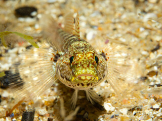 Close-up of a well-camouflaged Mediterranean Yellow-head Goby (Gobius xanthocephalus) on the sandy seabed