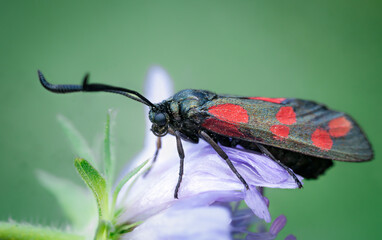 Sechsfleck-Widderchen (Zygaena filipendulae)