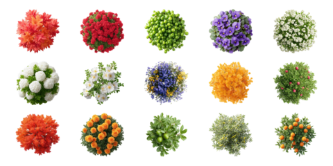 Colorful Top-View Flower And Plant Arrangements Set. Botanical Diversity And Garden Design Collection Isolated On Transparent Background